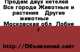 Продам двух нетелей - Все города Животные и растения » Другие животные   . Московская обл.,Лобня г.